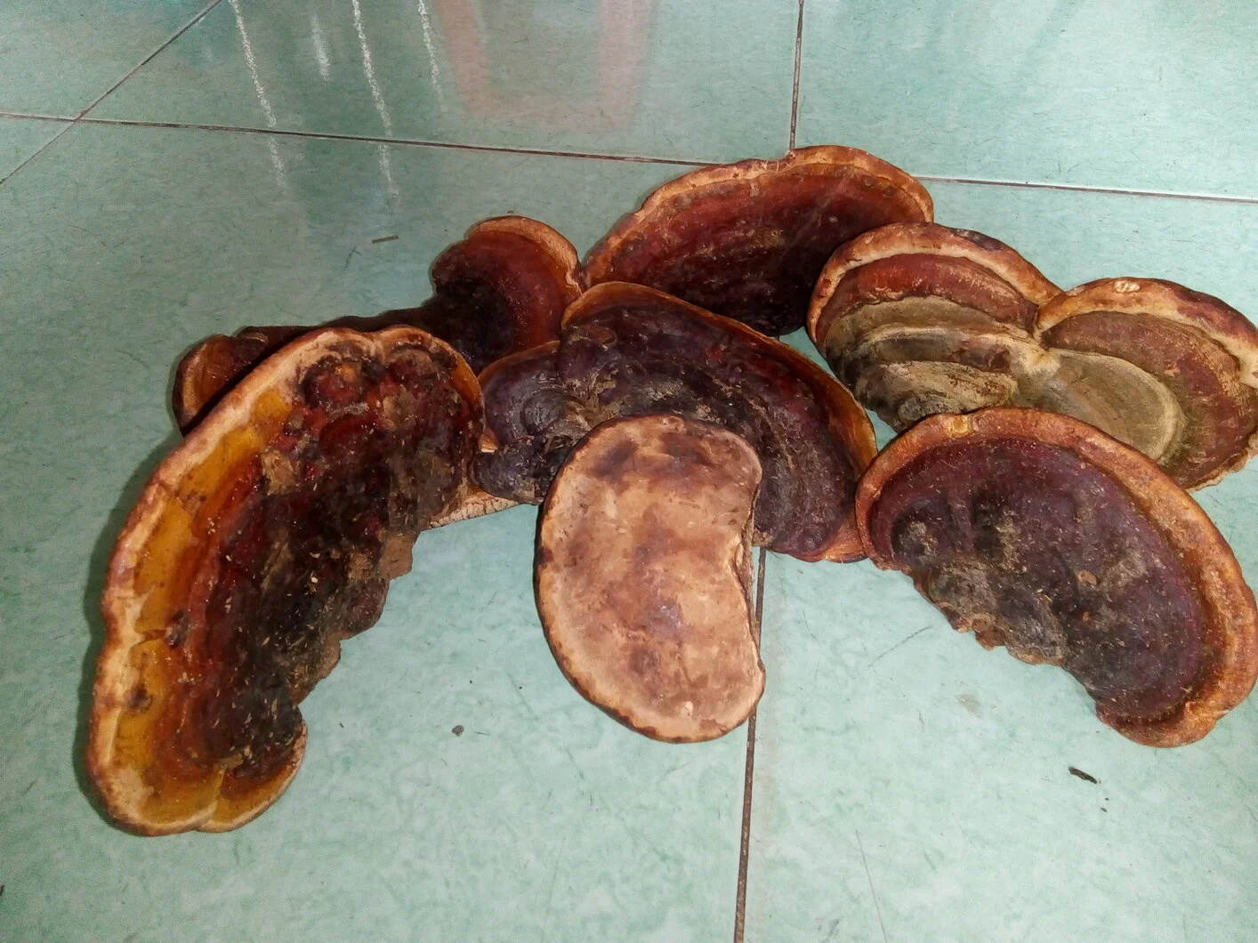 Linh chi rừng cao cấp