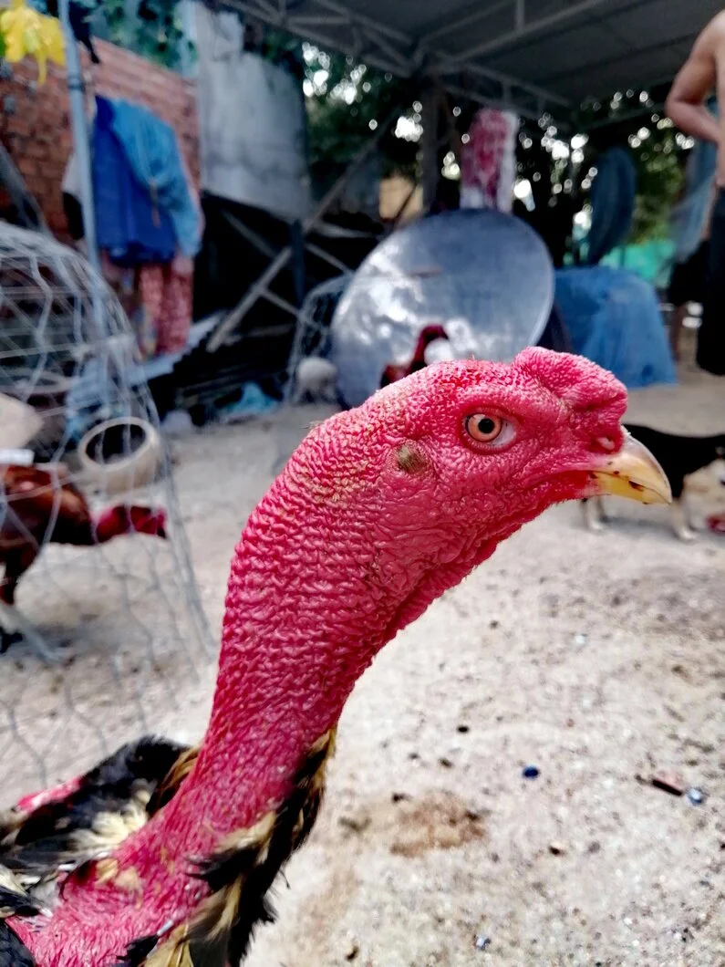 Dòng Gà Sát Thủ