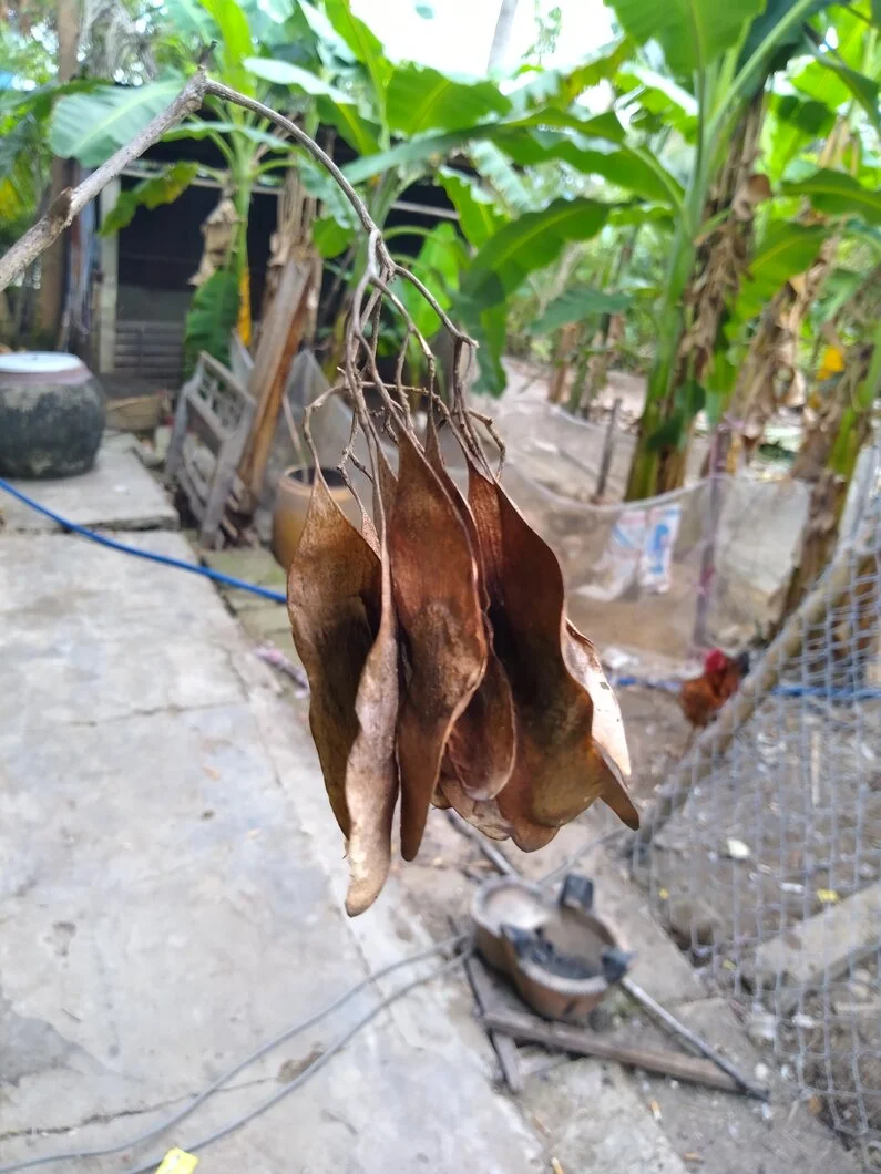 Quả này là quả sưa trắng hay đỏ?