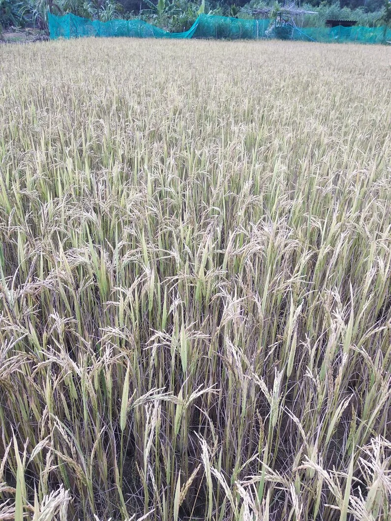 Chuyện con ong và cây lúa