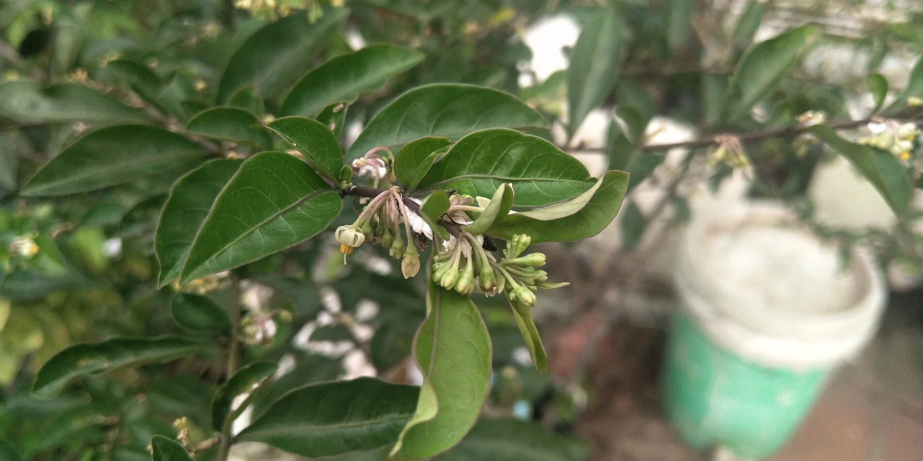 Cây này là cây gì và có độc không