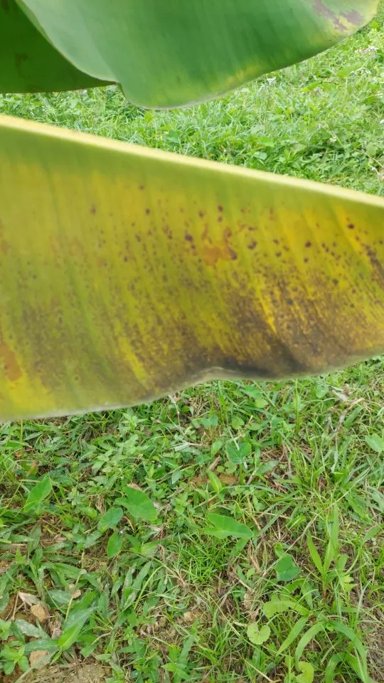 Chuối e bị gì thê