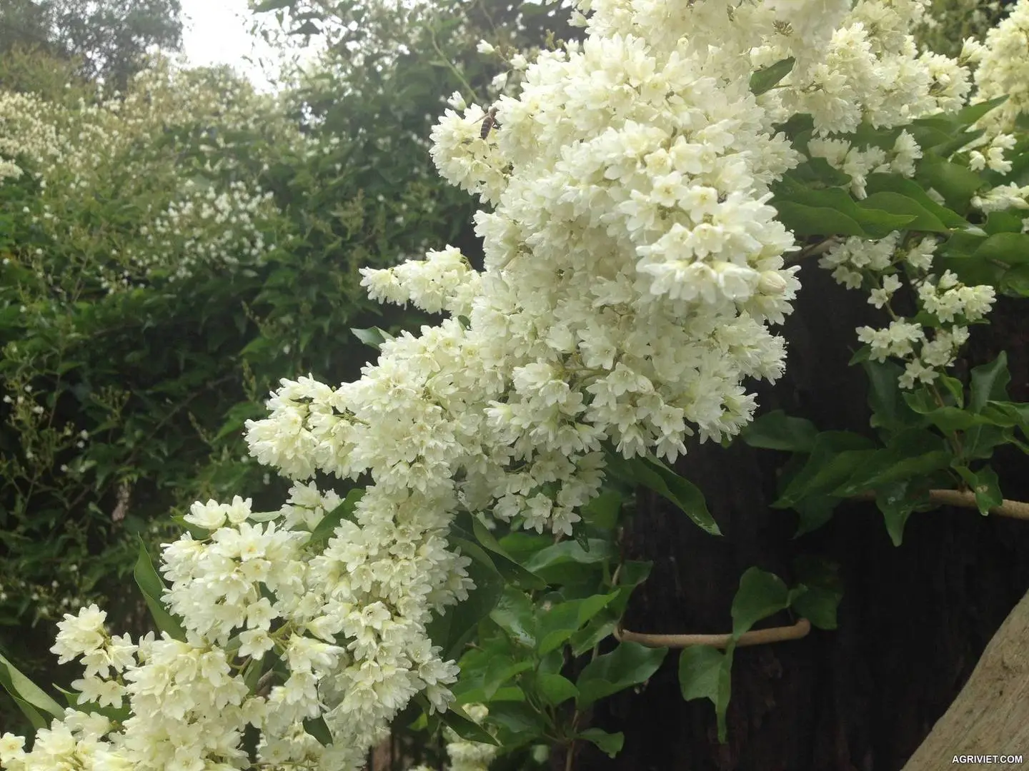 các loại giống hoa dây leo