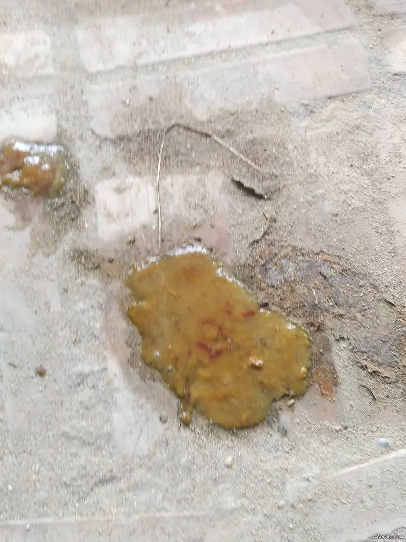 Chó bị ỉa chảy và hôm nay có ít máu