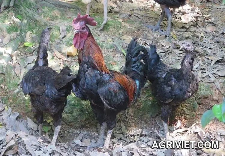 Hỏi về gà Hmong?