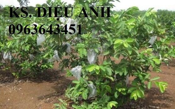 IMG_4129 600 x 450.webp