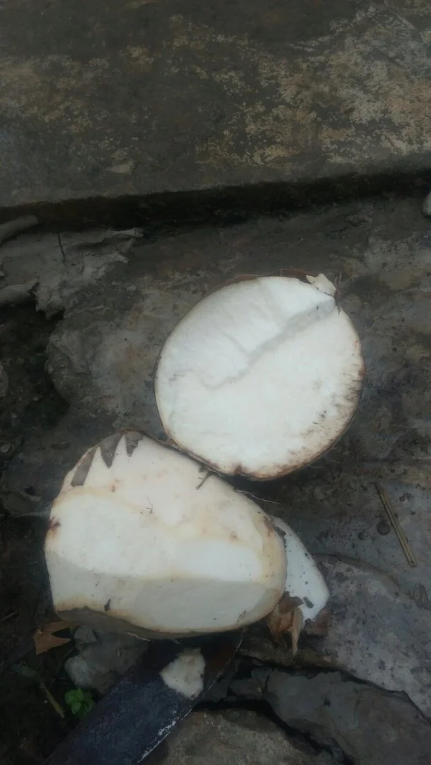 Bán Khoai mỡ Tím Long An  giá sĩ tại TP.HCM và Toàn Quốc - 4