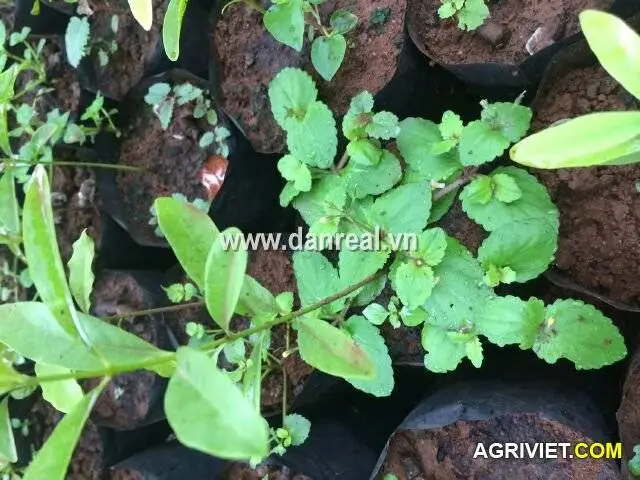 cho em hỏi đây là cây gì