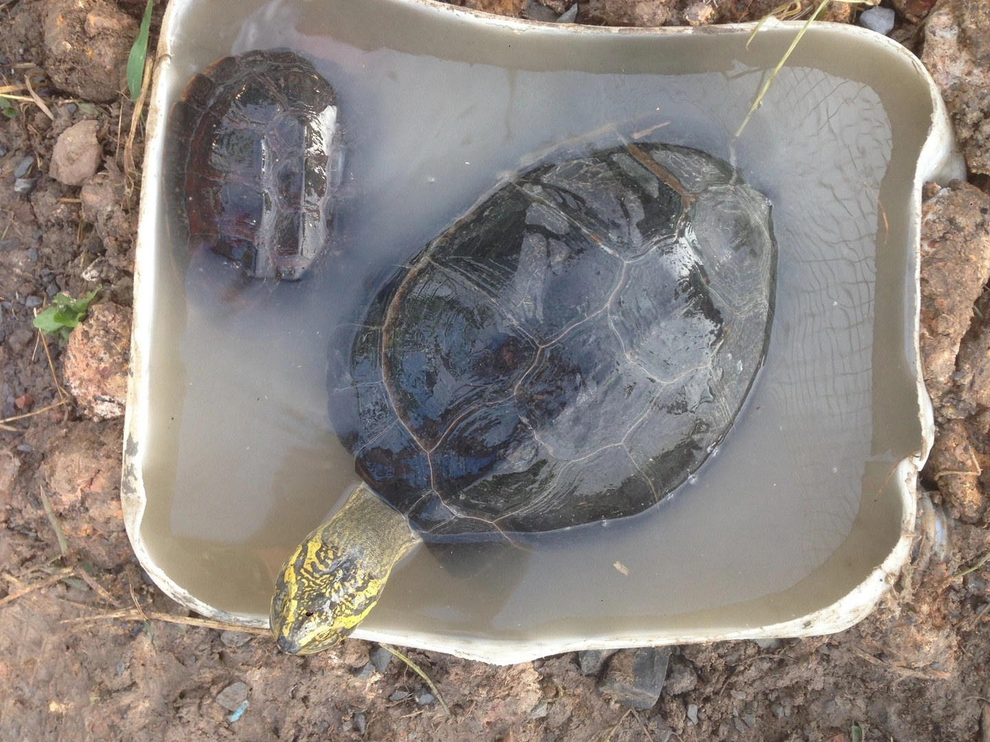 Cho minh hoi la Rùa gì