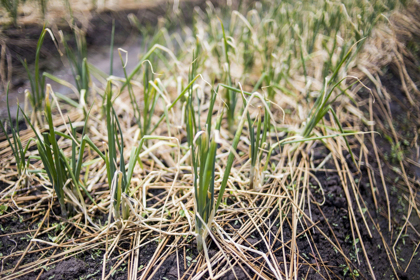 Hành bị khô đầu lá :((((