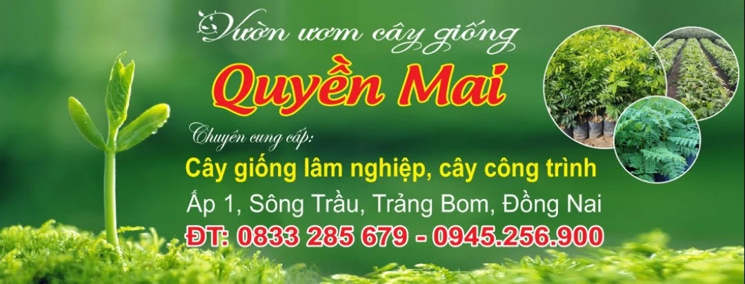 Cây giống lấy gỗ , cây công trình