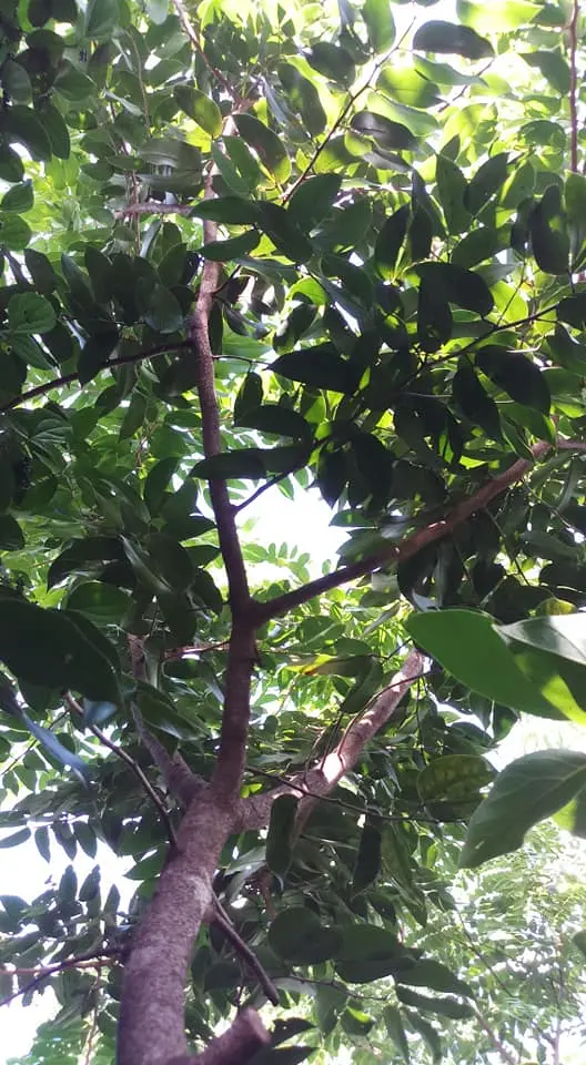 Cây Jatobá 3 năm tuổi