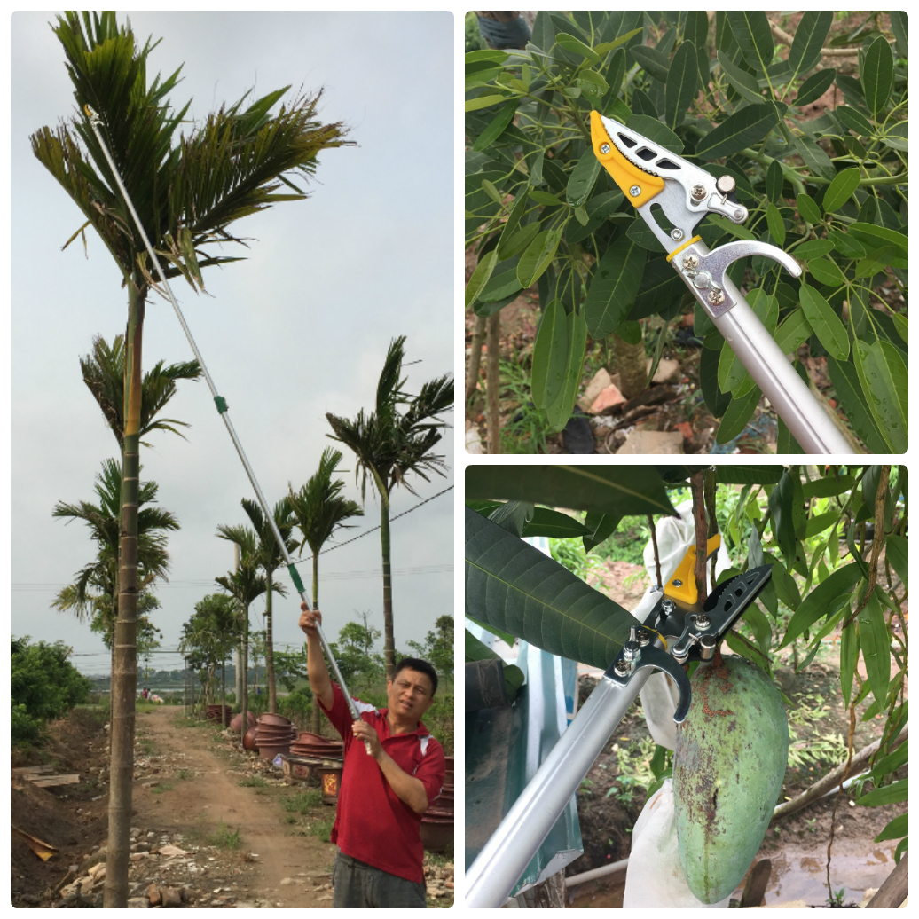 kéo hái quả 3m ghép.webp