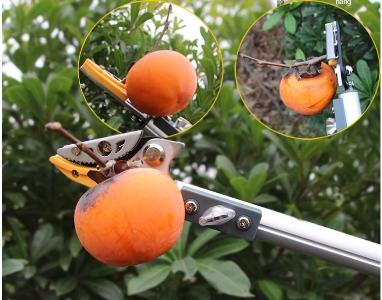 Kéo hái quả hồng.webp