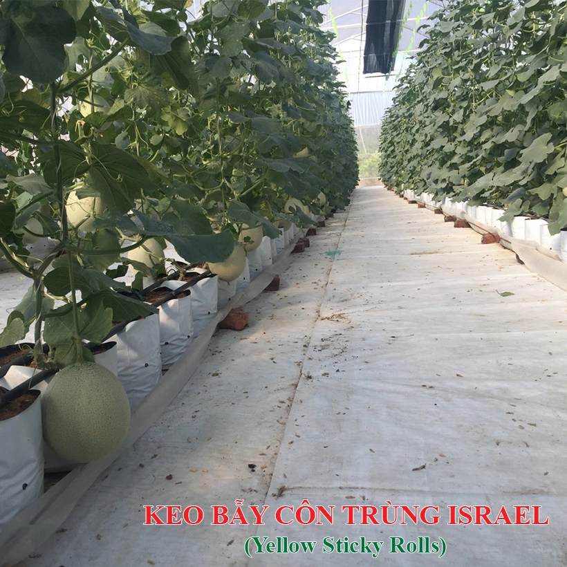 KINH NGHIỆM BẪY BỌ PHẤN TRẮNG (Bemisia myricae) GÂY HẠI DƯA LƯỚI (Cucumis melo L.) BẰNG KEO BẪY VÀNG CÔN TRÙNG ISRAEL