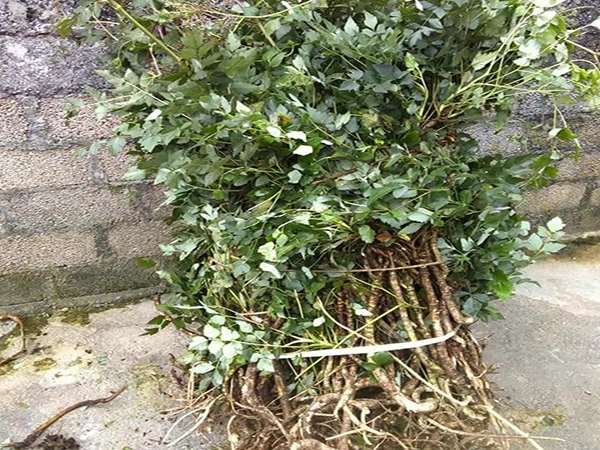 khai thac cay thia la hoa go 2.webp