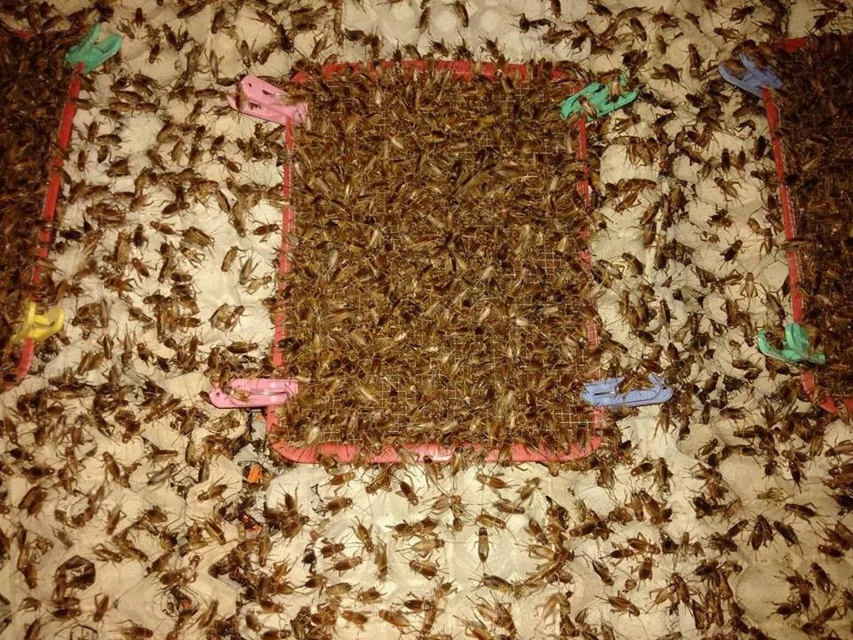 Hướng dẫn kỹ thuật ấp trứng dế thái mới và đơn gian cho người bắt đầu nuôi dế