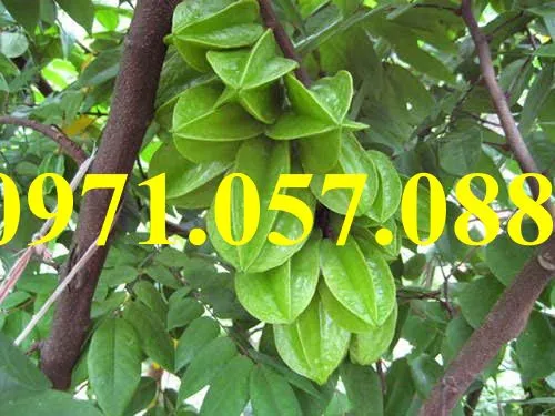 Khế chua 2_result.webp