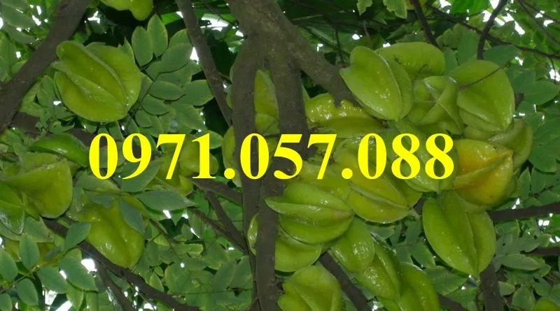 Khế chua  3_result.webp