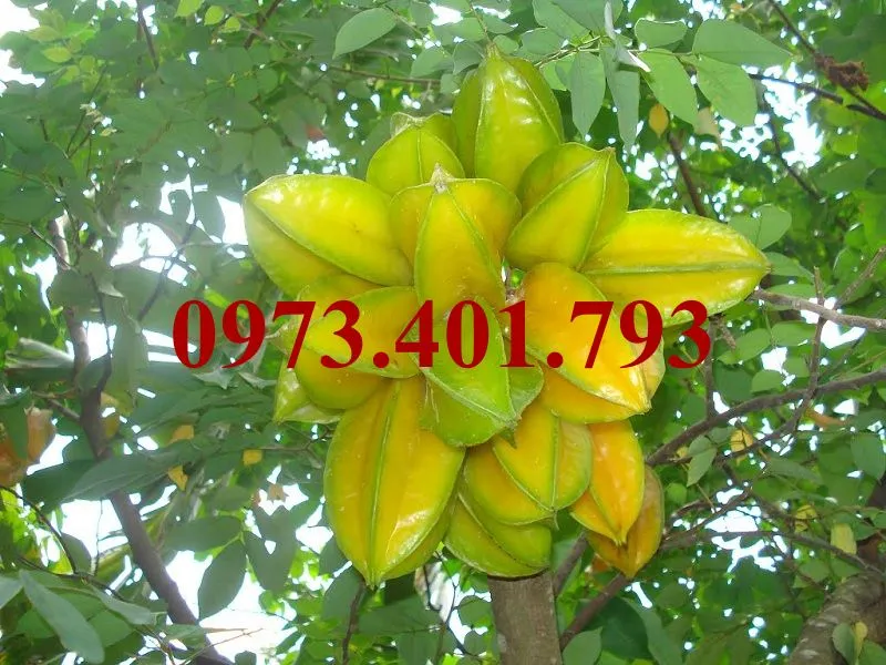 Khế chua4_result.webp