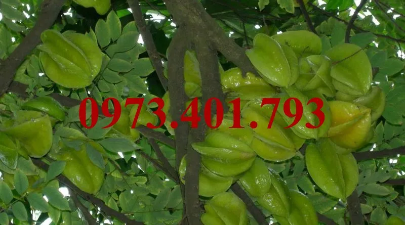 Khế chua5_result.webp