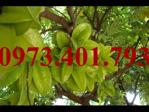 Khế chua6_result.webp