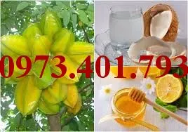 Khế chua8_result.webp