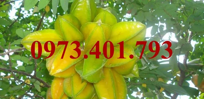 Khế chua9_result.webp