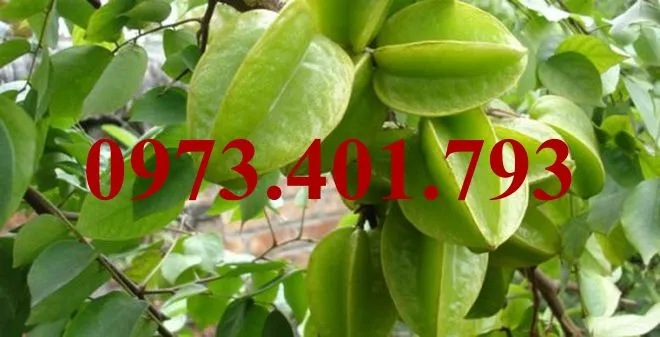 Khế chua_result.webp