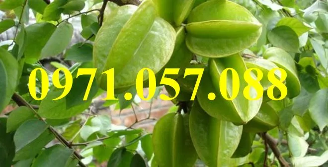 Khế chua_result.webp