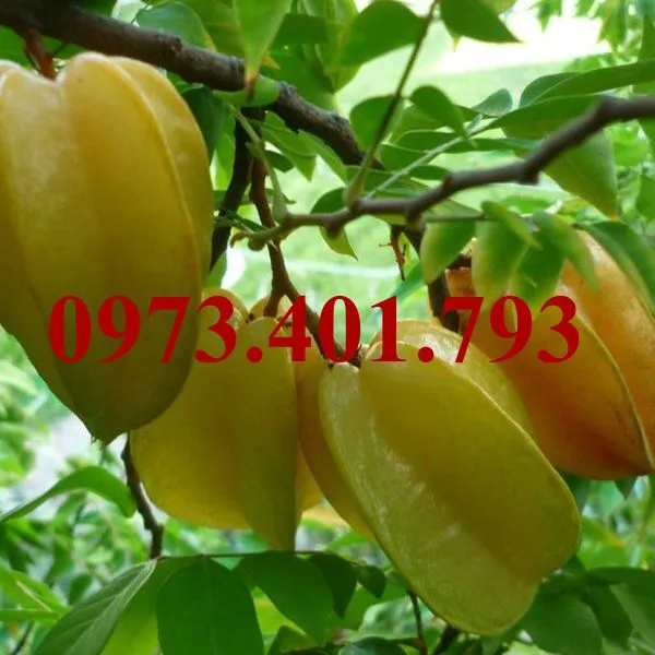 Khế ngọt1_result.webp