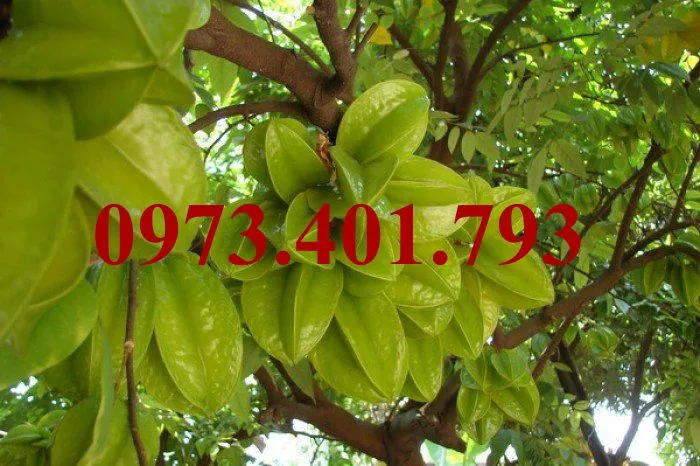 Khế ngọt2_result.webp