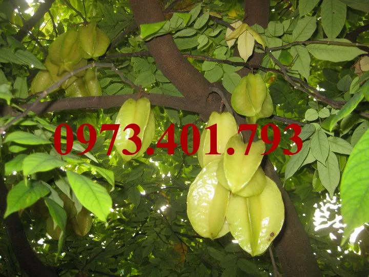 Khế ngọt4_result.webp