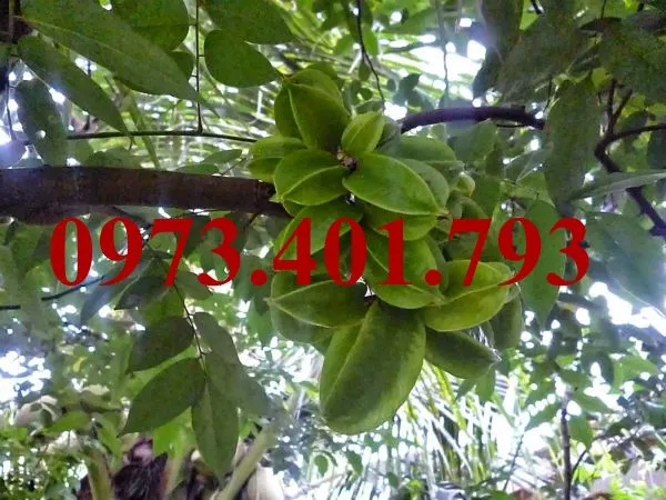 Khế ngọt6_result.webp