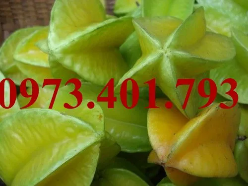 Khế ngọt8_result.webp