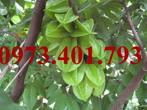 Khế ngọt9_result.webp