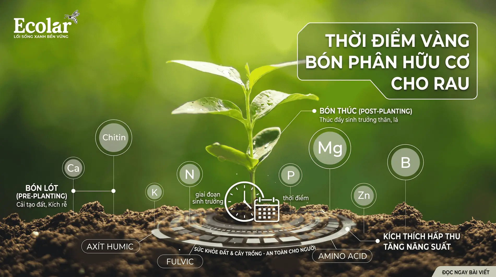 khi-nao-nen-bon-phan-huu-co-cho-rau-thoi-diem-chuan-de-ap-dung_335fb7bbcf3c420cb8a593773dce293d.webp