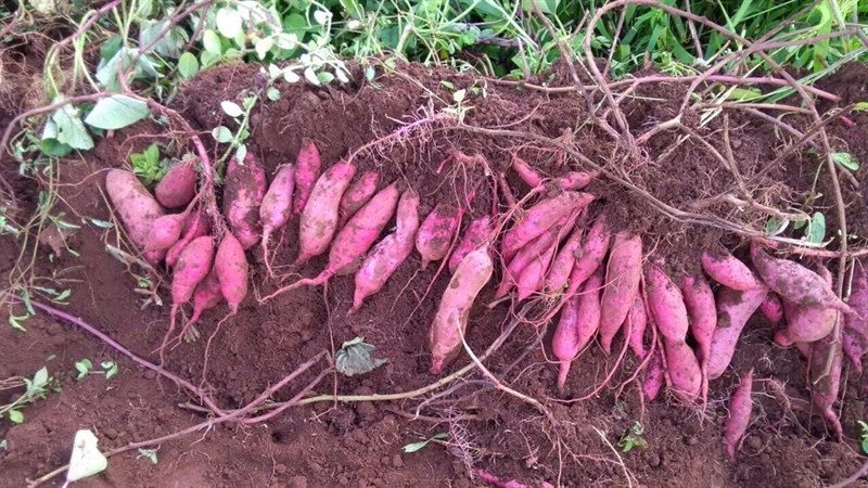 Kỹ thuật trồng cây khoai lang