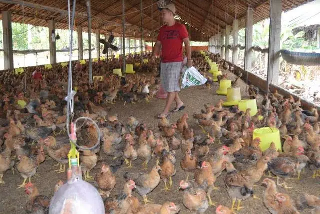 Đến phiên người nuôi gà lao đao vì gà “rớt giá”