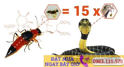 Kiến bu làm chết cây cảnh