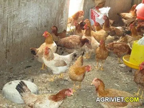 Kỹ thuật nuôi gà thả vườn