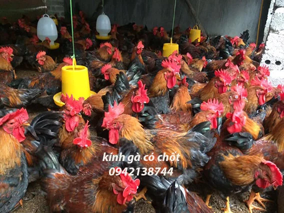 kính đeo cho ga (1).webp