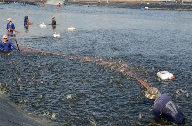 Quản lý chi phí nuôi hiệu quả trong giai đoạn giá tôm biến động