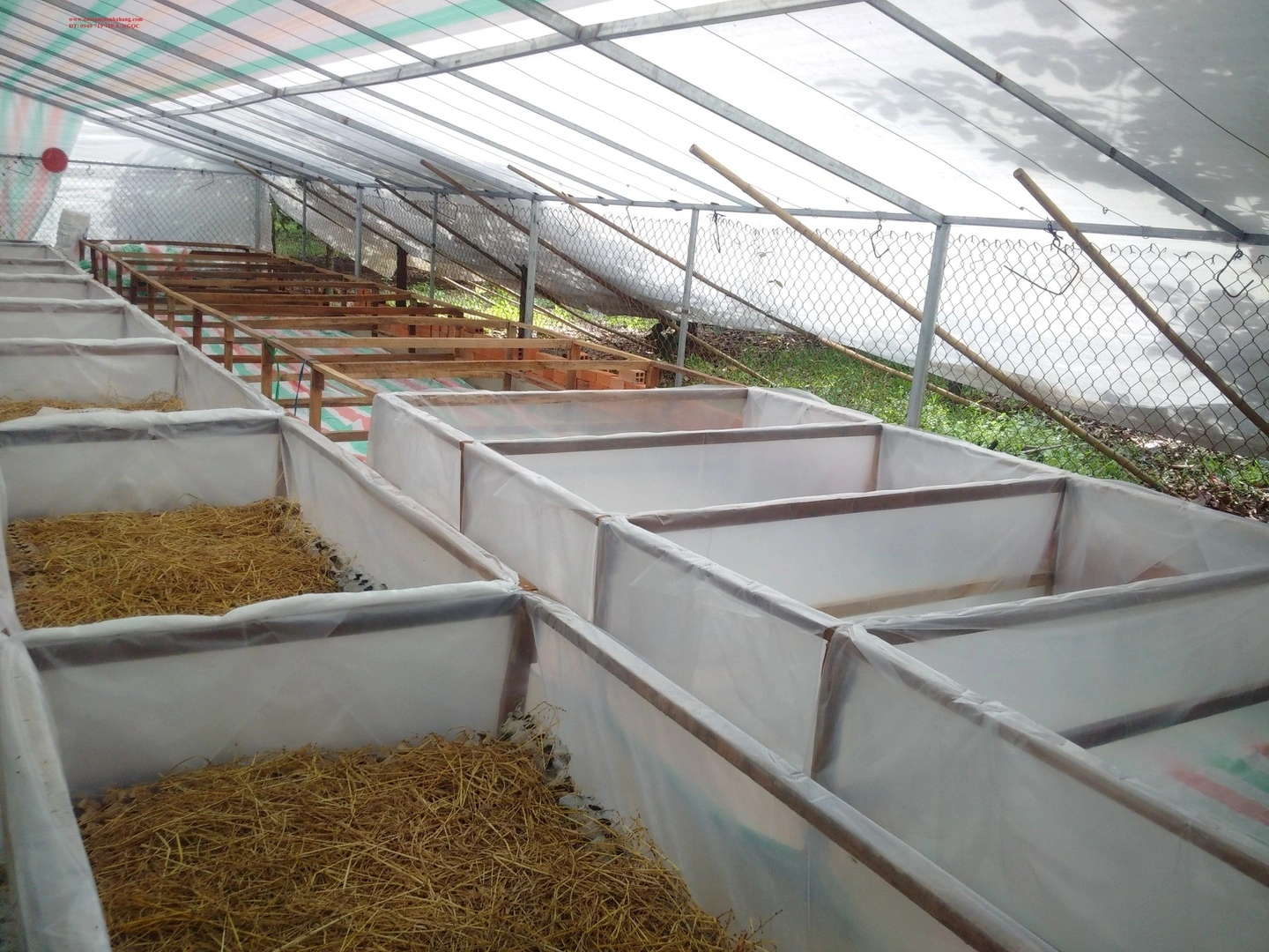 ky thuat nuoi de thai.webp