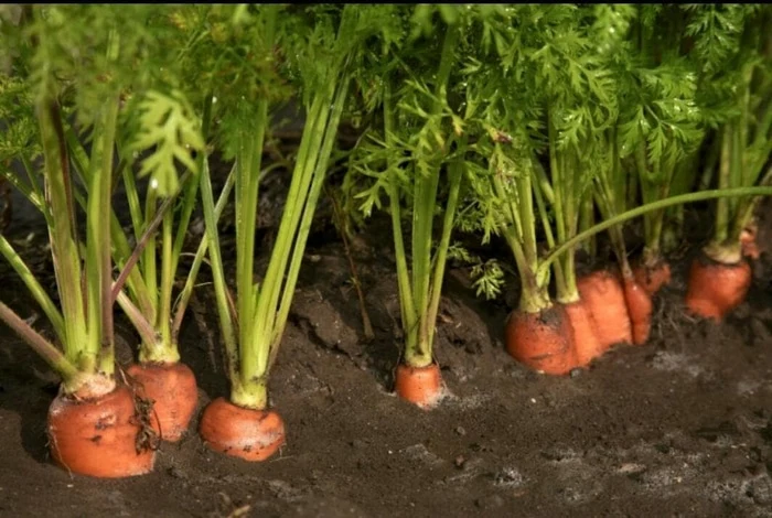 Kỹ thuật trồng cà rốt bằng phân bón hữu cơ vi sinh