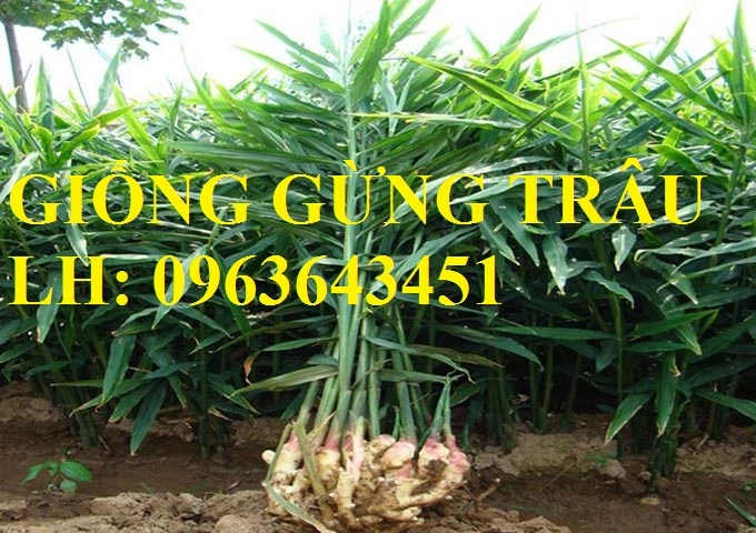 ky-thuat-trong-gung-2.webp
