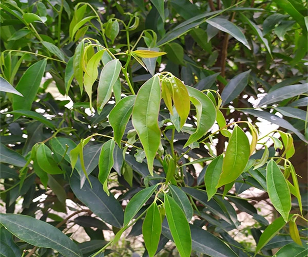 Giới thiệu cây Lá Chát (Cây chát ngọt)