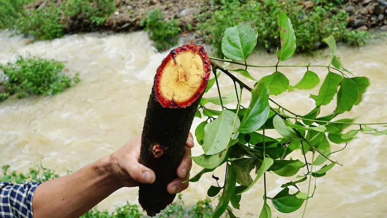 Phân biệt Kê huyết đằng (đồng tâm và lệch tâm)