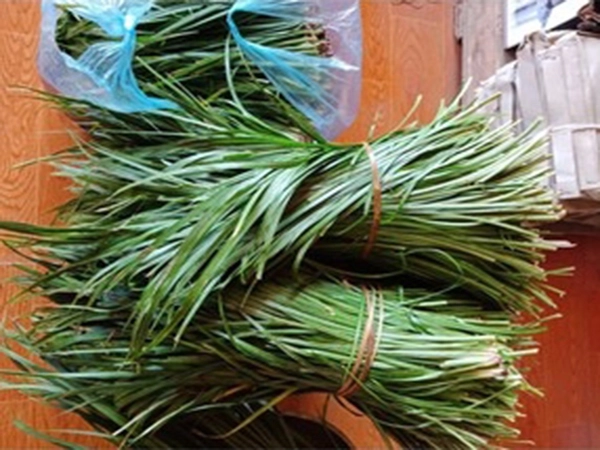 lá thang co_Fotor.webp