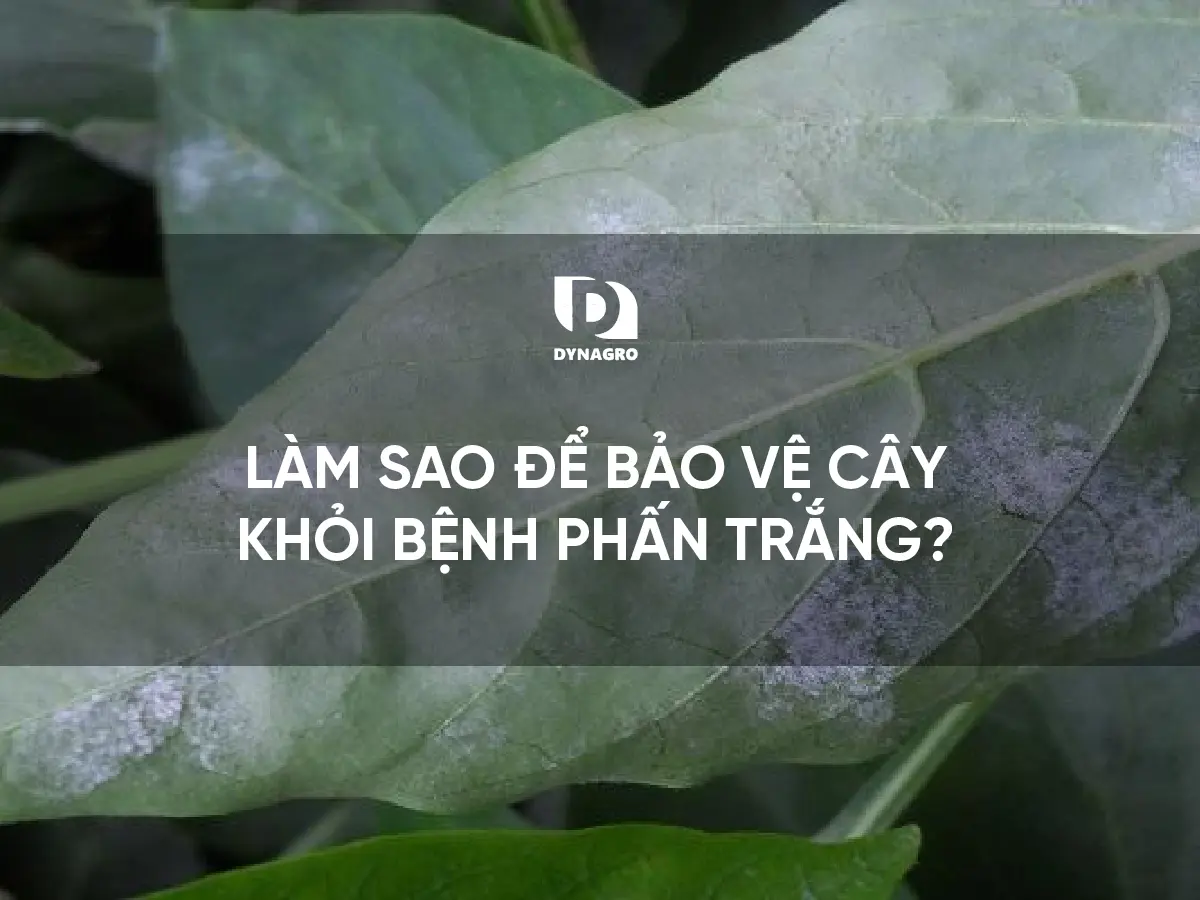 lam-sao-de-bao-ve-cay-khoi-benh-phan-trang.png